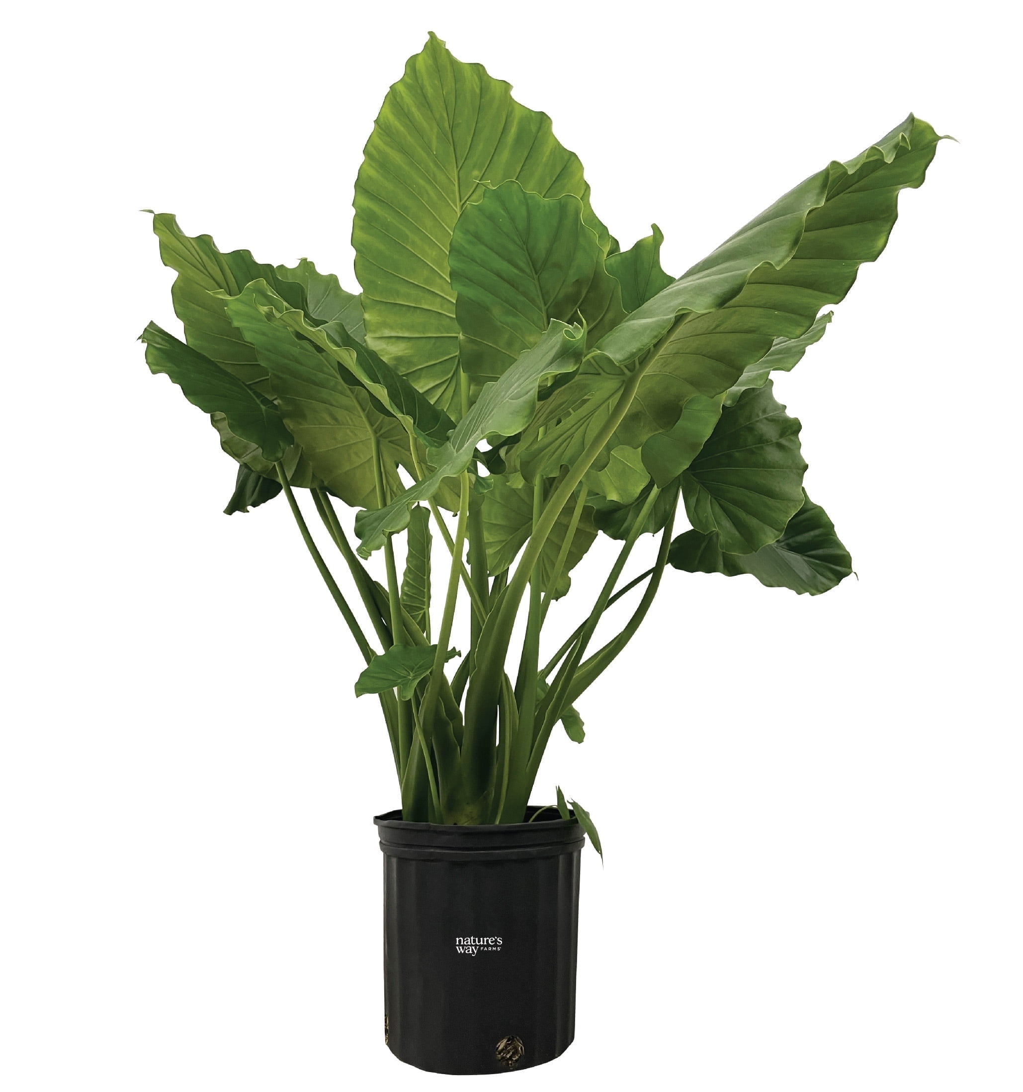 Nature's Way Farms Alocasia California Live Plant 25-30 in. Tall in Grower Pot