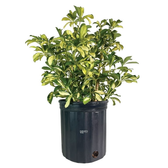Nature's Way Farms Arboricola Trinette Live Plant (25-30 in. Tall) in Grower Pot