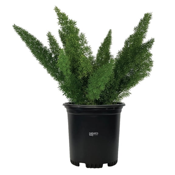 Nature's Way Farms Asparagus Meyerii Fern Live Plant (18-24 in. Tall) in Grower Pot