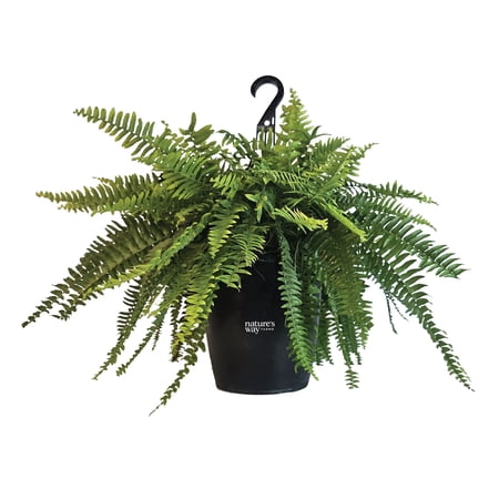 Nature's Way Farms Boston Fern House plant in 10 Inch(es) Pot 1 -Pack
