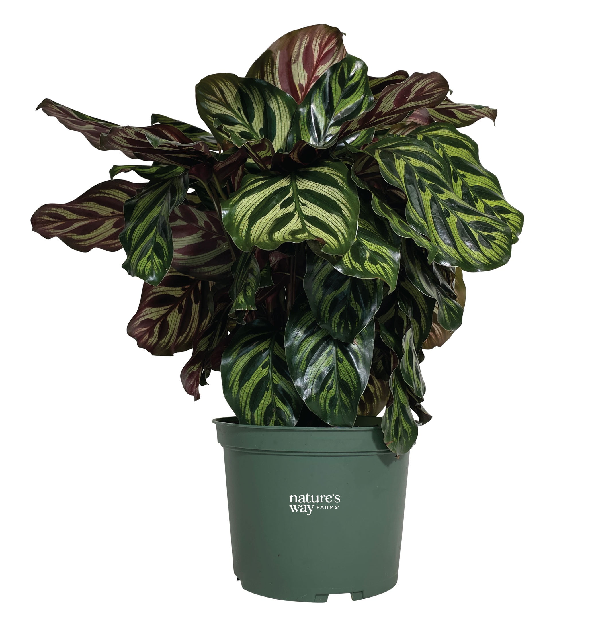 Nature’s Way Farms Calathea Makoyana Indoor Live Plant (12-15in Tall) in Grower Pot