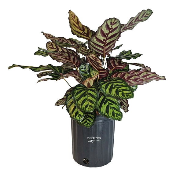 Natures Way Farms Calathea Makoyana Indoor Live Plant (25-30in Tall) in Grower Pot