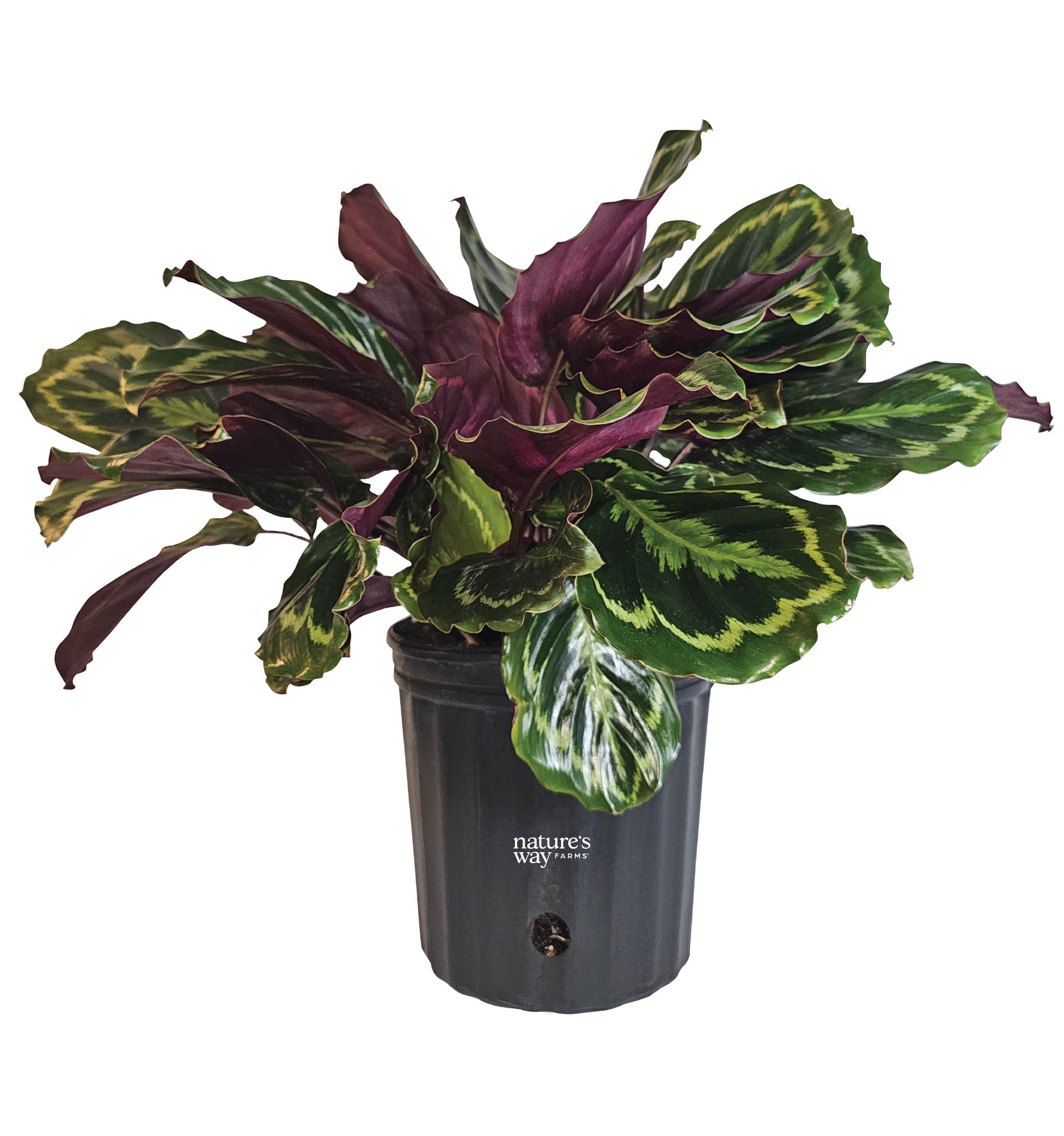 Nature’s Way Farms Calathea Medallion Indoor Live Plant (25-30in Tall) in Grower Pot