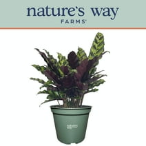 Nature's Way Farms Calathea Rattlesnake Live Plant (8-15 inches tall) in growers pot