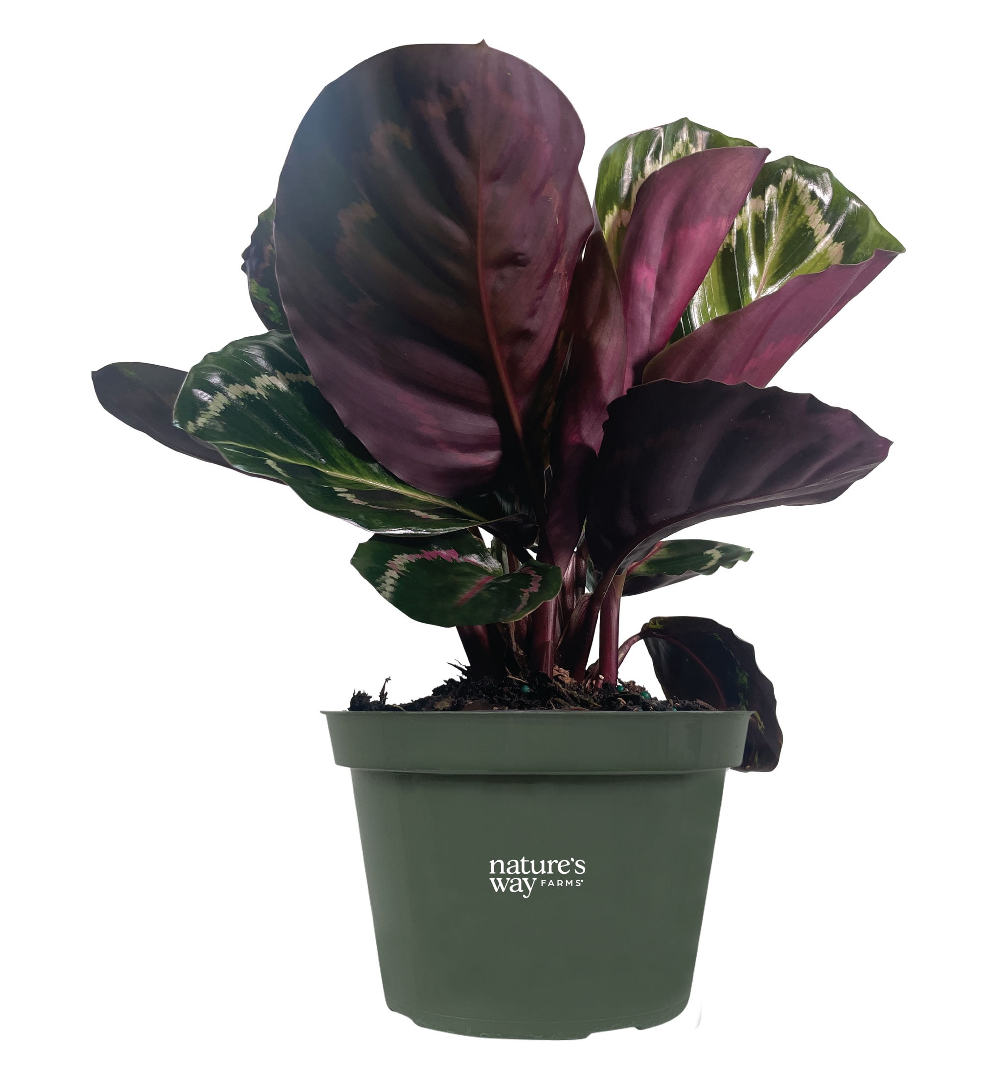 Nature's Way Farms Calathea Roseo Picta Indoor Live Houseplant (10-15 in.  Tall) in Grower Pot