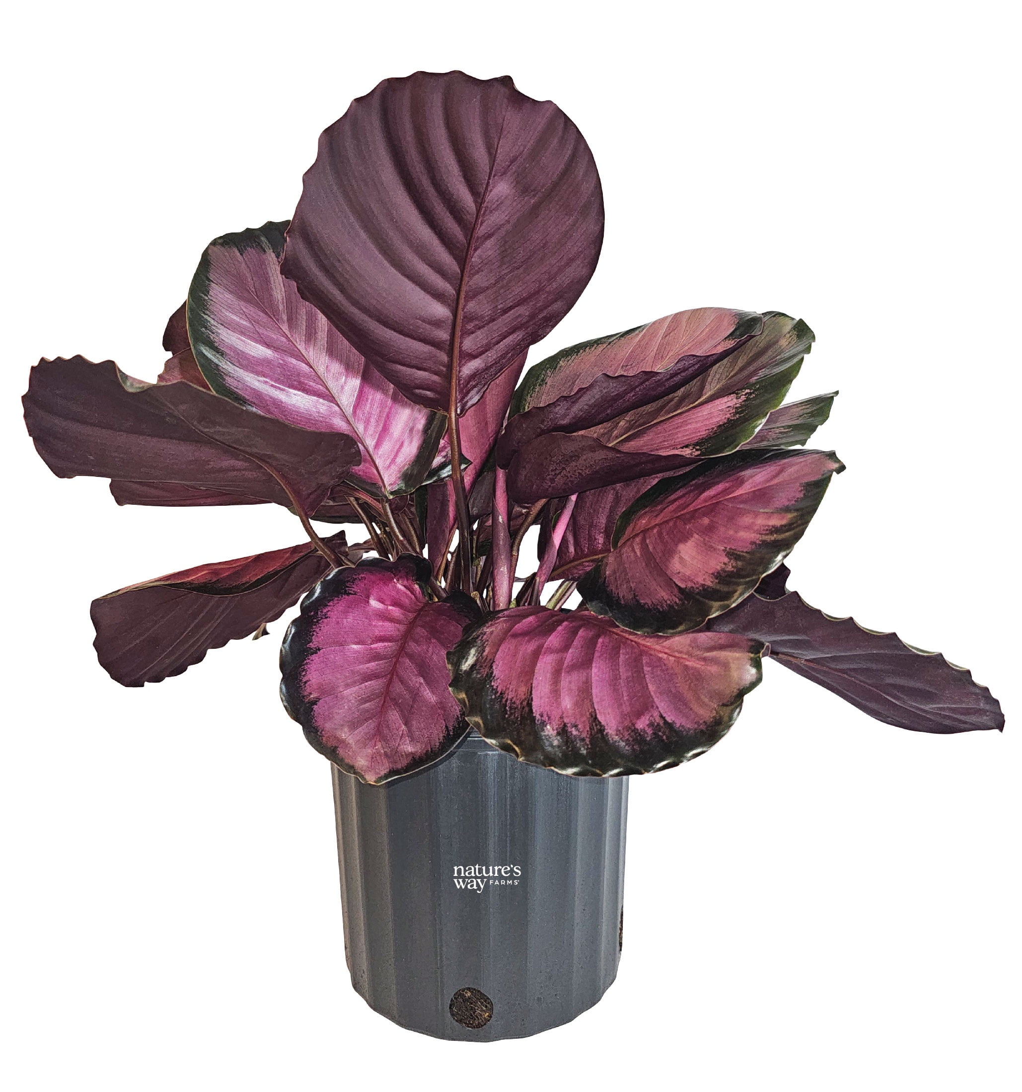 Nature’s Way Farms Calathea Rosy Indoor Live Plant (25-30in Tall) in Grower Pot