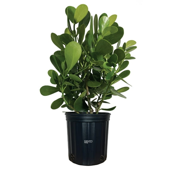 Nature's Way Farms Clusia (25-30 inches tall) in growers pot