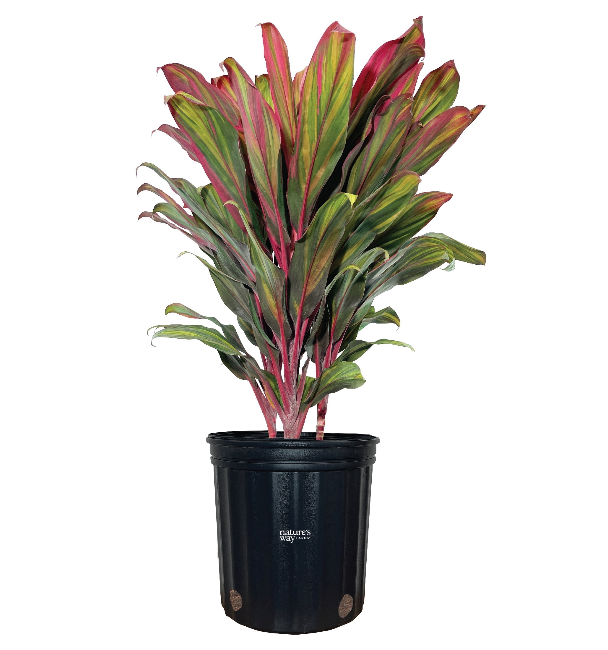 Nature's Way Farms Cordyline Harlequin Live Plant 25-30 in. Tall in ...