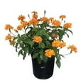 thumbnail image 1 of Nature's Way Farms Crossandra Orange Live Plant (25-30 in. Tall) in Grower Pot, 1 of 4