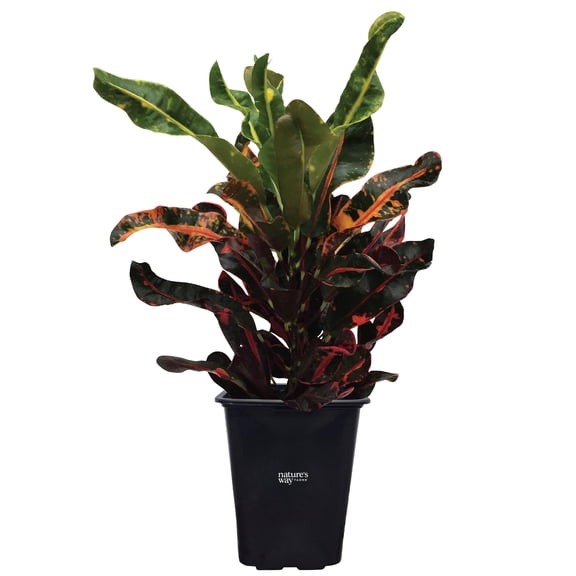 Nature's Way Farms Croton Mamey Live Plant (18-24 in. Tall) in Grower Pot