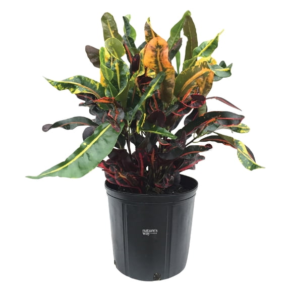 Nature's Way Farms Croton Mamey Live Plant (25-30 in. Tall) in Grower Pot