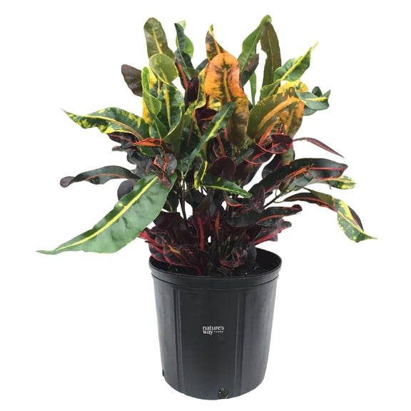 Nature's Way Farms Croton Mamey Live Plant (25-30 in. Tall) in Grower Pot