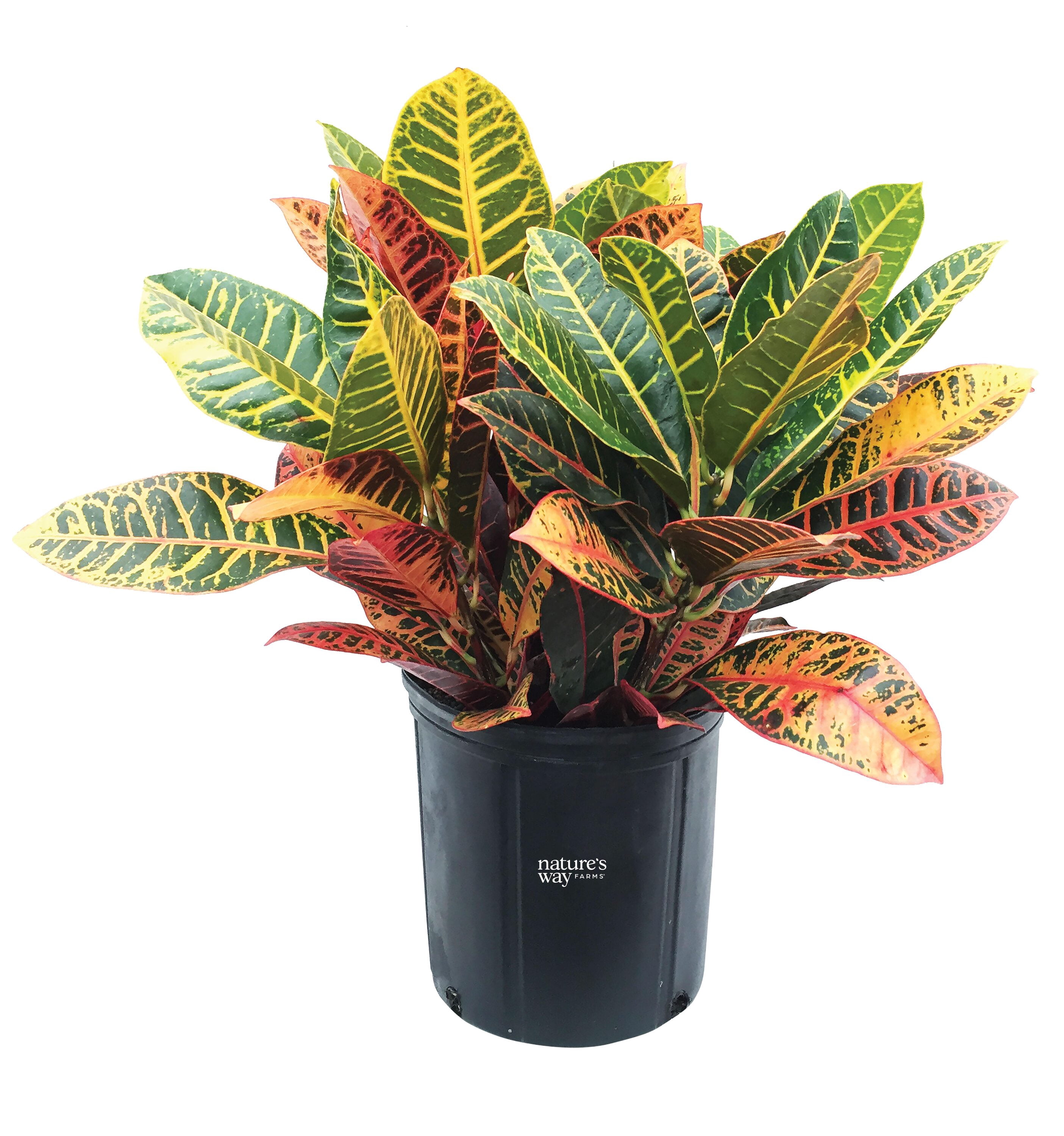 Nature's Way Farms Croton Petra Live Plant (25-30 in. Tall) in Growers Pot