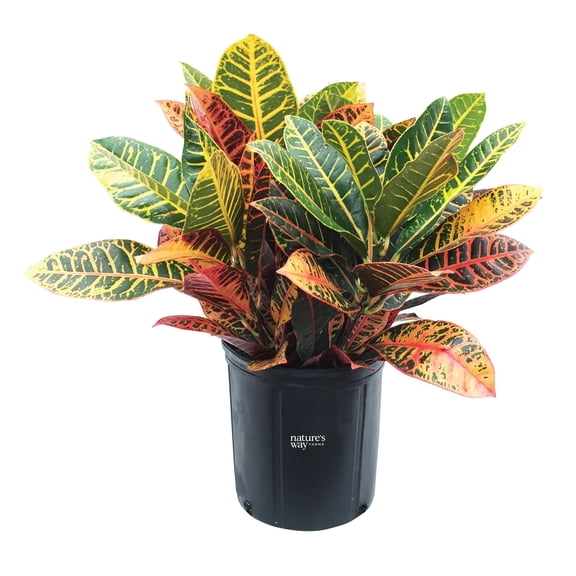 Nature's Way Farms Croton Petra Live Plant (25-30 in. Tall) in Growers Pot