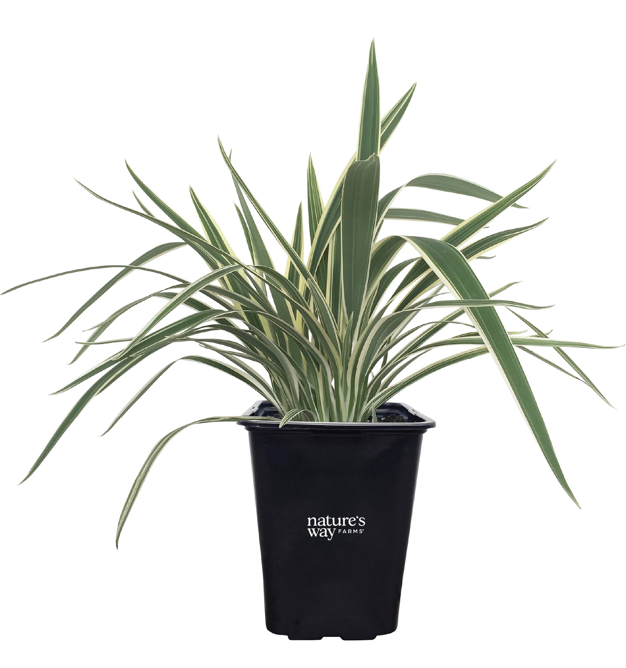 Nature's Way Farms Easy indoor colorful Dianella Garden Plant (18-24 in.  Tall) in Grower Pot - Walmart.com