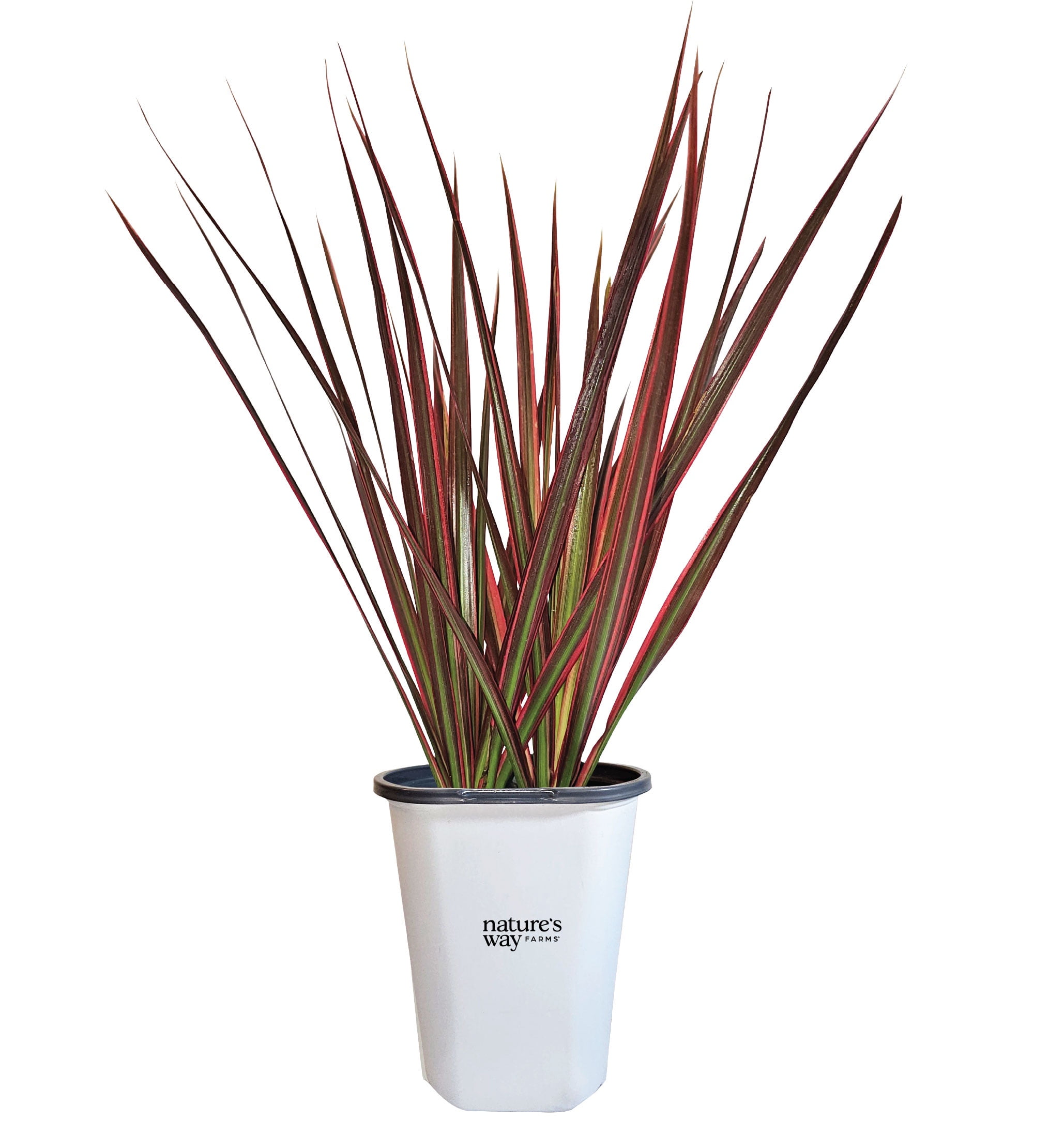 best type of snake plant Aastha