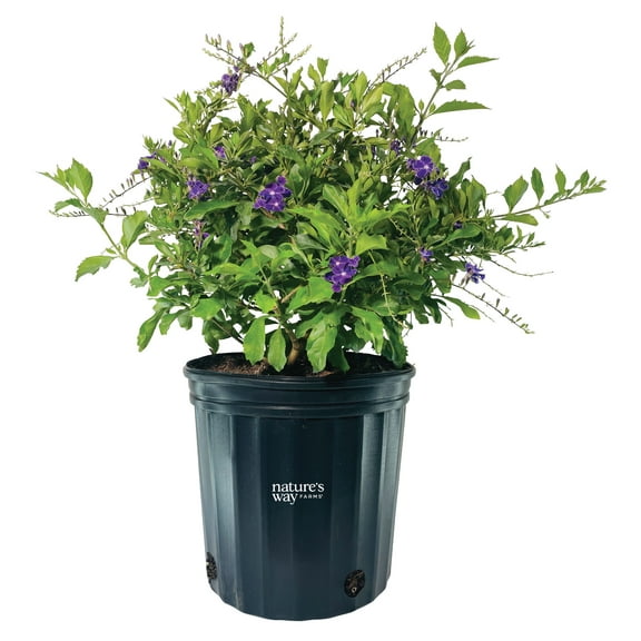 Natures Way Farms Duranta Sapphire Outdoor Flowering Live Plant (25-30in Tall) in Grower Pot May Ship Without Flowers
