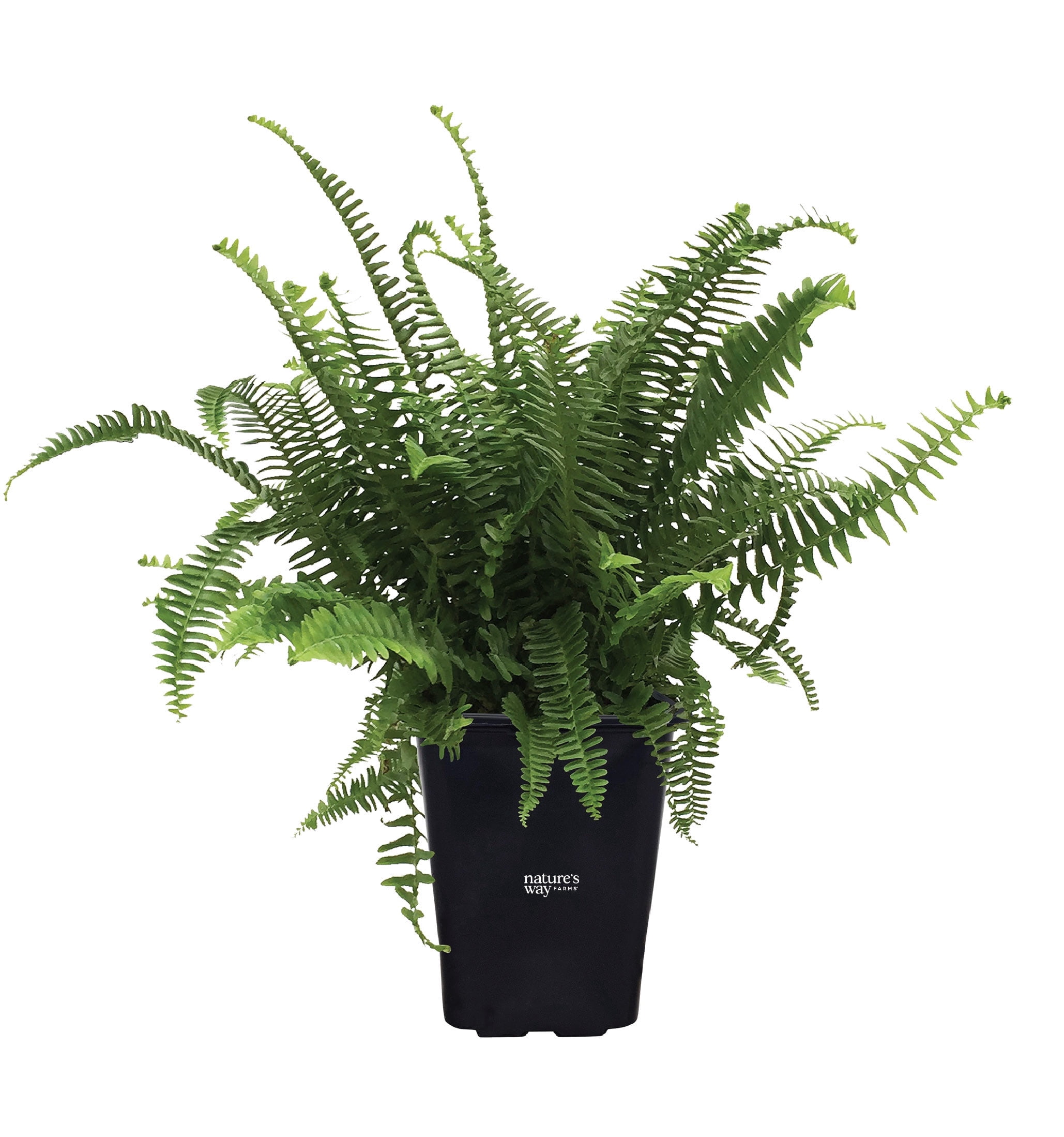 Nature's Way Farms Fern Kimberly Queen Live Plant (18-24 in. Tall) in Grower Pot
