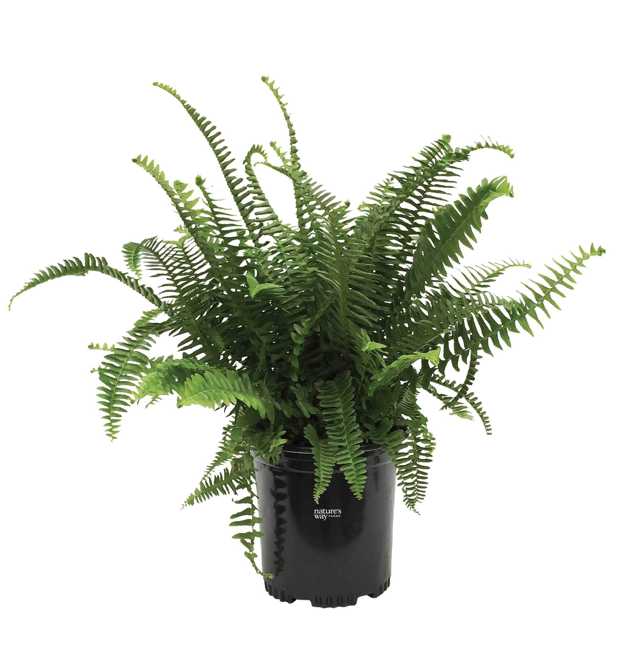 Nature's Way Farms Fern Kimberly Queen Live Plant (18-24 in. Tall) in Grower Pot