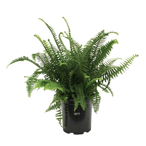 Nature's Way Farms Fern Kimberly Queen Live Plant (18-24 in. Tall) in Grower Pot