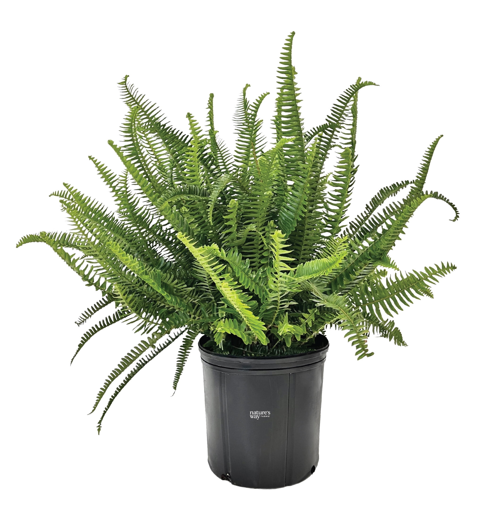 Nature's Way Farms Fern Kimberly Queen Live Plant (25-30 in. Tall) in Grower Pot