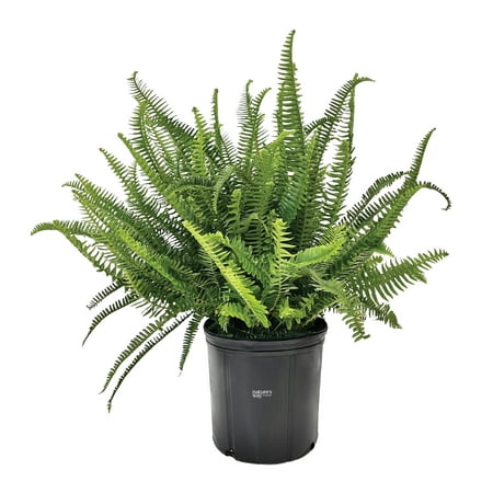 Nature's Way Farms Fern Kimberly Queen Live Plant (25-30 in. Tall) in Grower Pot
