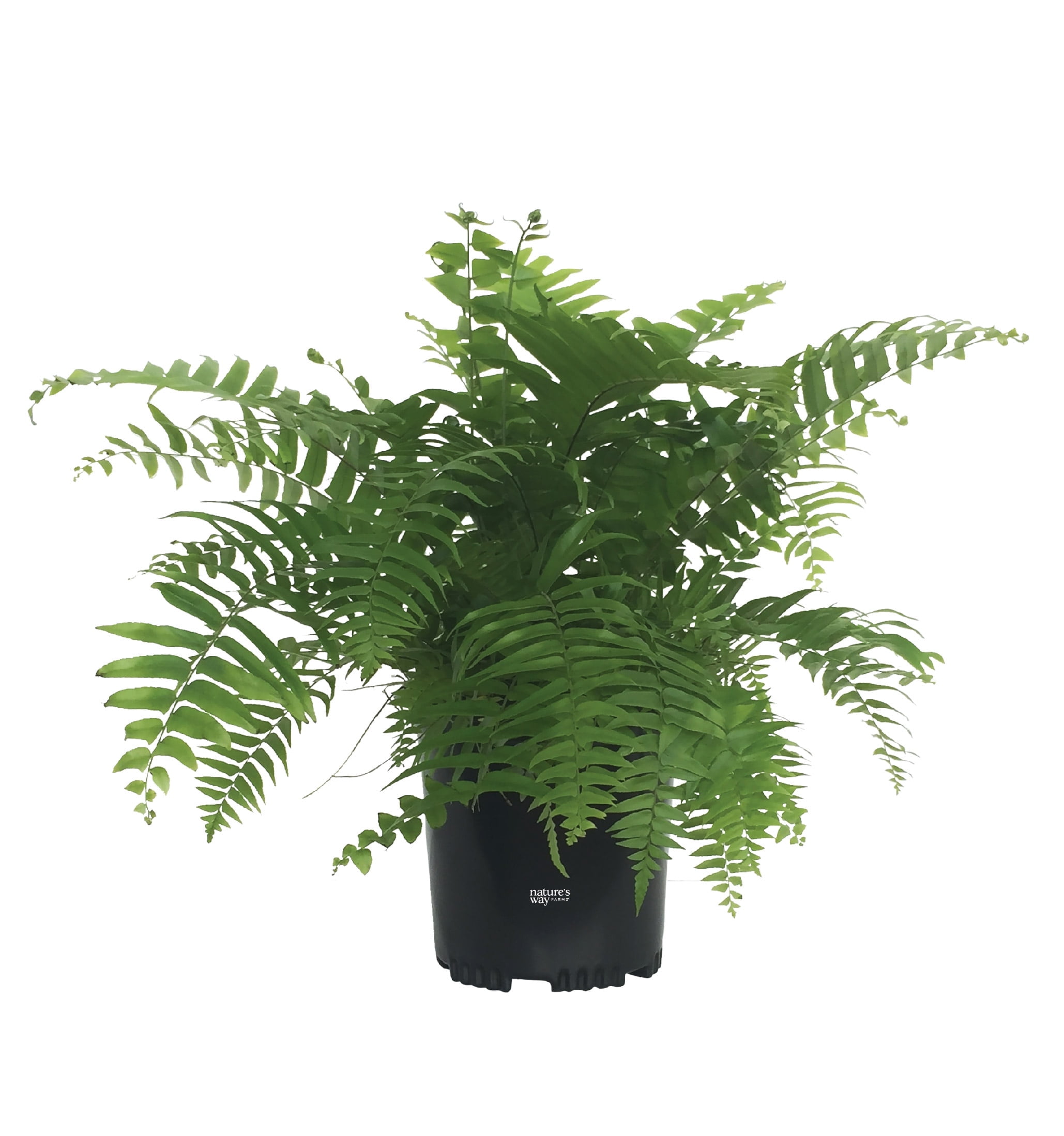 Nature's Way Farms Fern Macho Live Plant (18-24 in. Tall) in Grower Pot