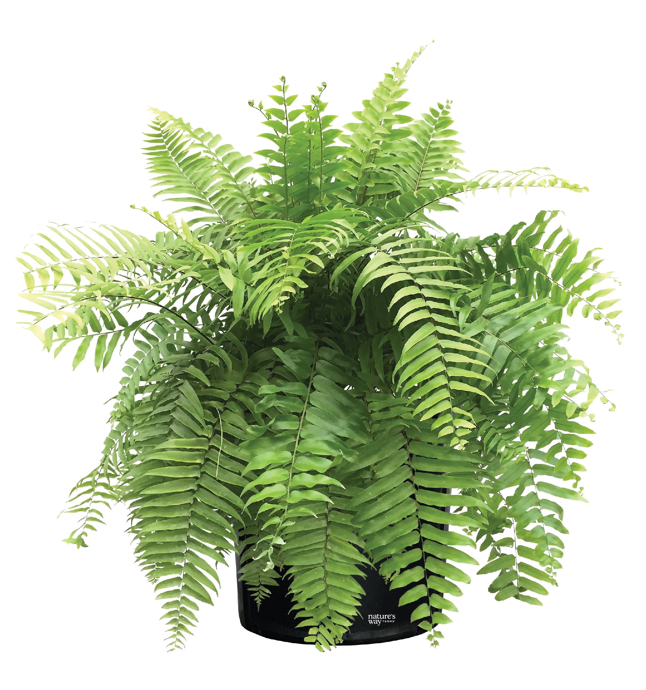Nature's Way Farms Indoor Macho Fern Live Plant, 2530 in. Tall, in