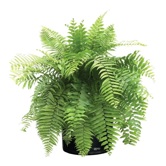 Nature's Way Farms Fern Macho Live Plant (25-30 in. Tall) in Grower Pot
