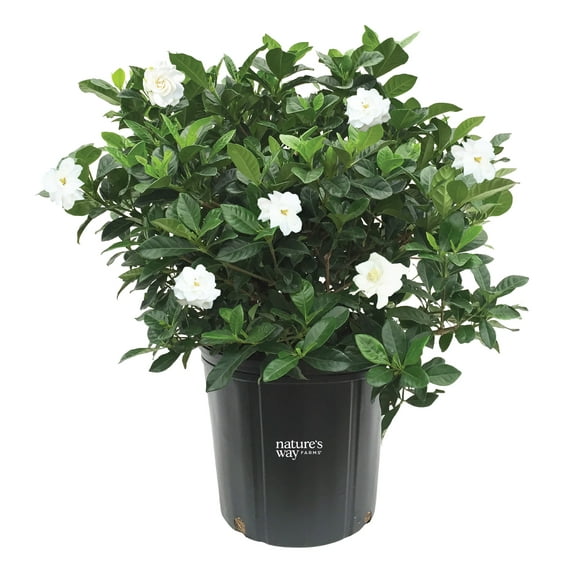 Natures Way Farms Gardenia Veitchii Outdoor Flowering Live Shrub (25-30in Tall) in Grower Pot May Ship Without Flowers