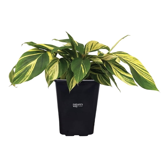 Nature's Way Farms Ginger Variegated, Alpina Zerumbet, Ginger Plant, Indoor/Outdoor, Live Plant (18-24 in. Tall)