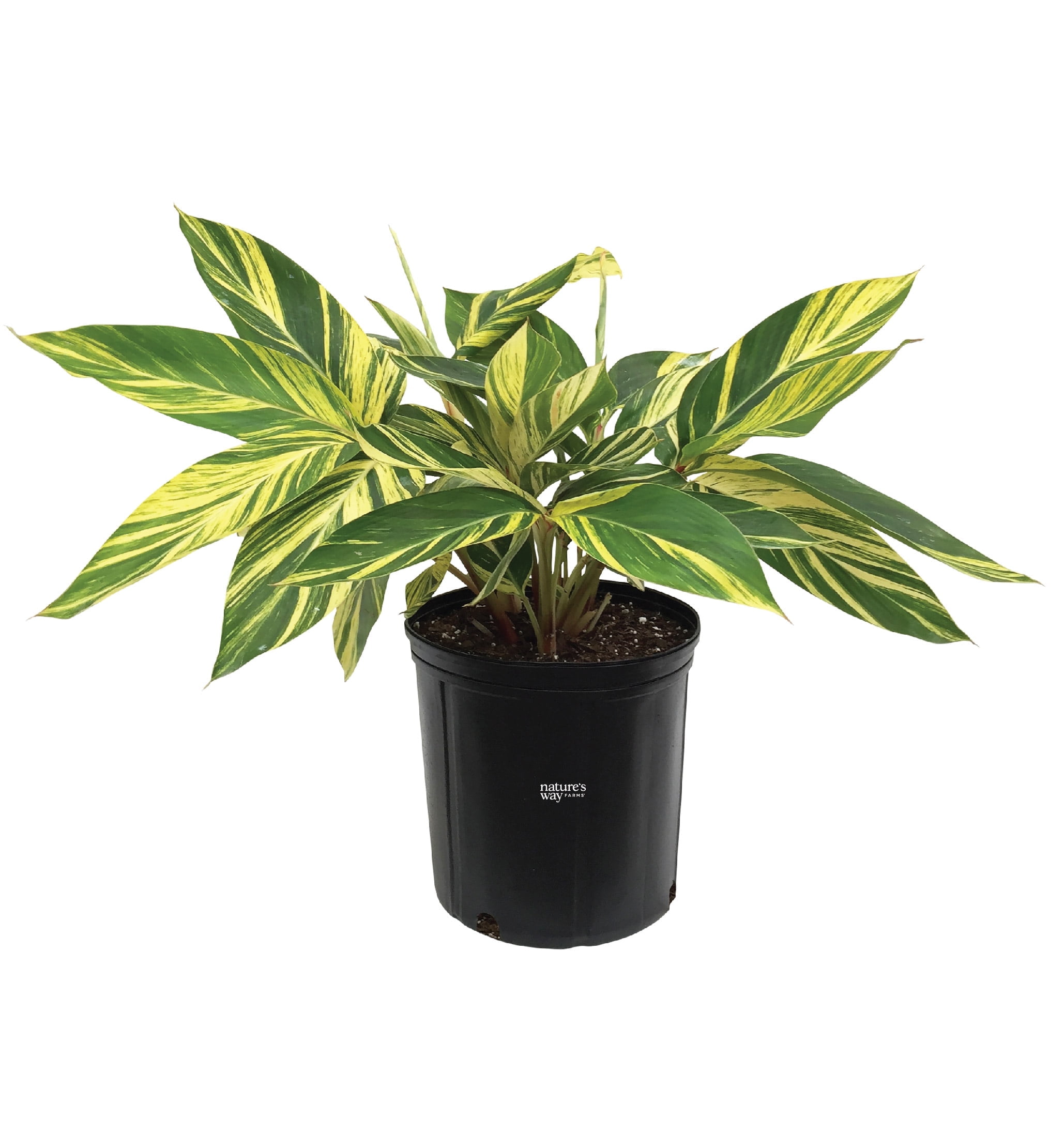 Nature's Way Farms Ginger Variegated Live Plant (25-30 in. Tall)