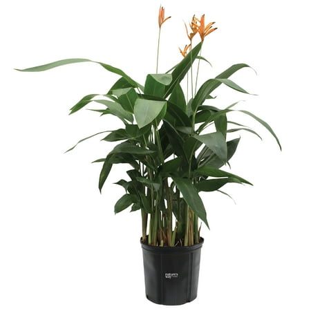 Nature's Way Farms Heliconia Choconiana (18-24 inches tall) in growers pot