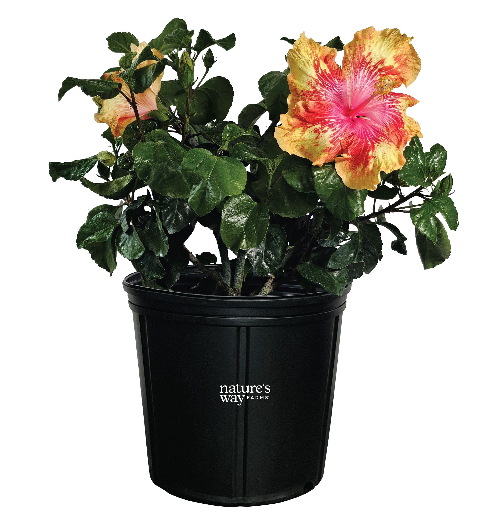 Nature's Way Farms Hibiscus Hawaiian Volcano Lava Outdoor Live Flowering Plant (25-30 in. Tall) in Grower Pot May Ship Without Flowers