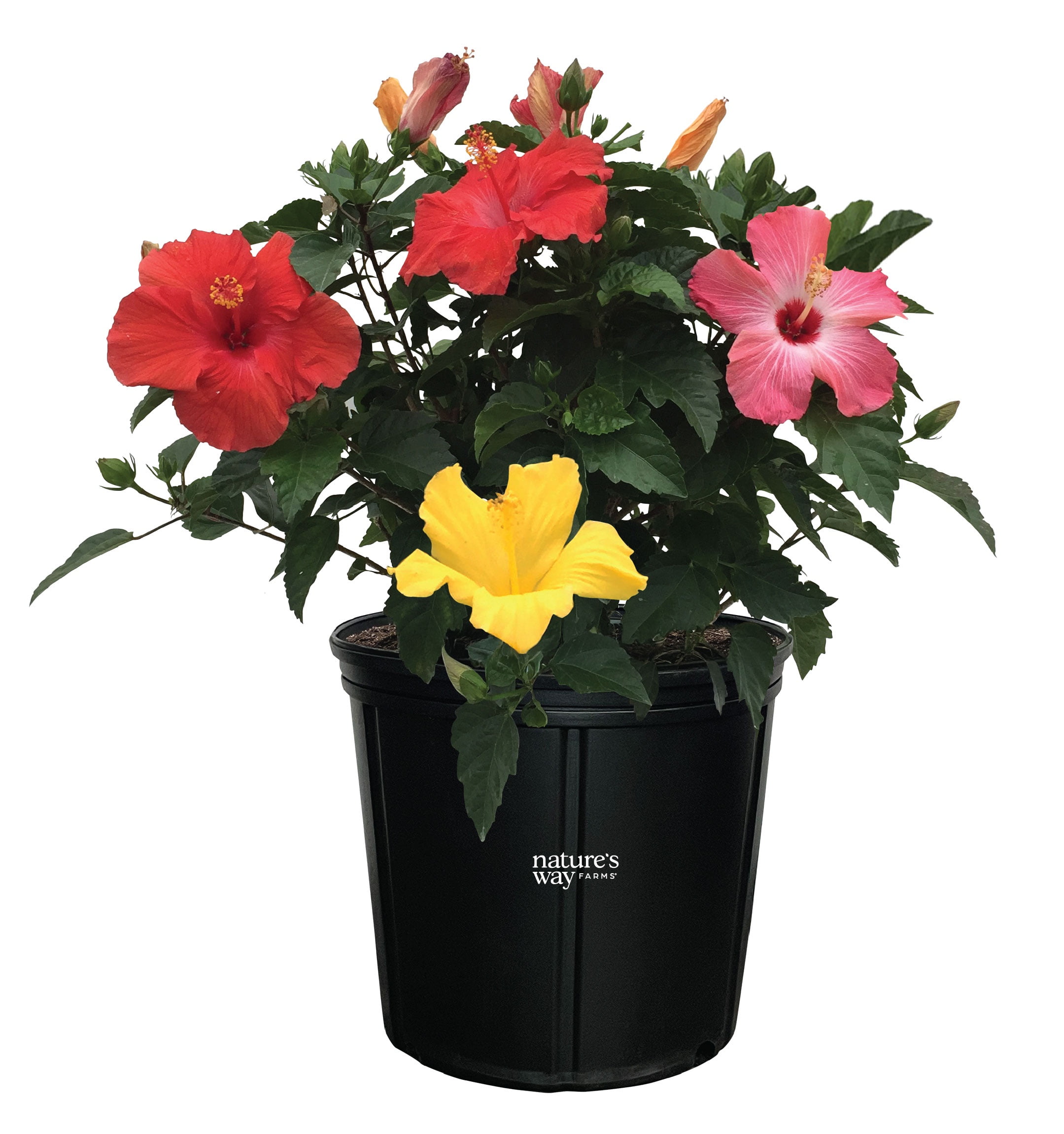 Nature's Way Farms Hibiscus Trio President Outdoor Live Flowering Plant (25-30 in. Tall) in Grower Pot May Ship Without Flowers