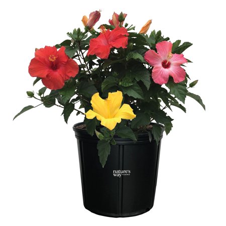 Nature's Way Farms Hibiscus Trio President Outdoor Live Flowering Plant (25-30 in. Tall) in Grower Pot May Ship Without Flowers