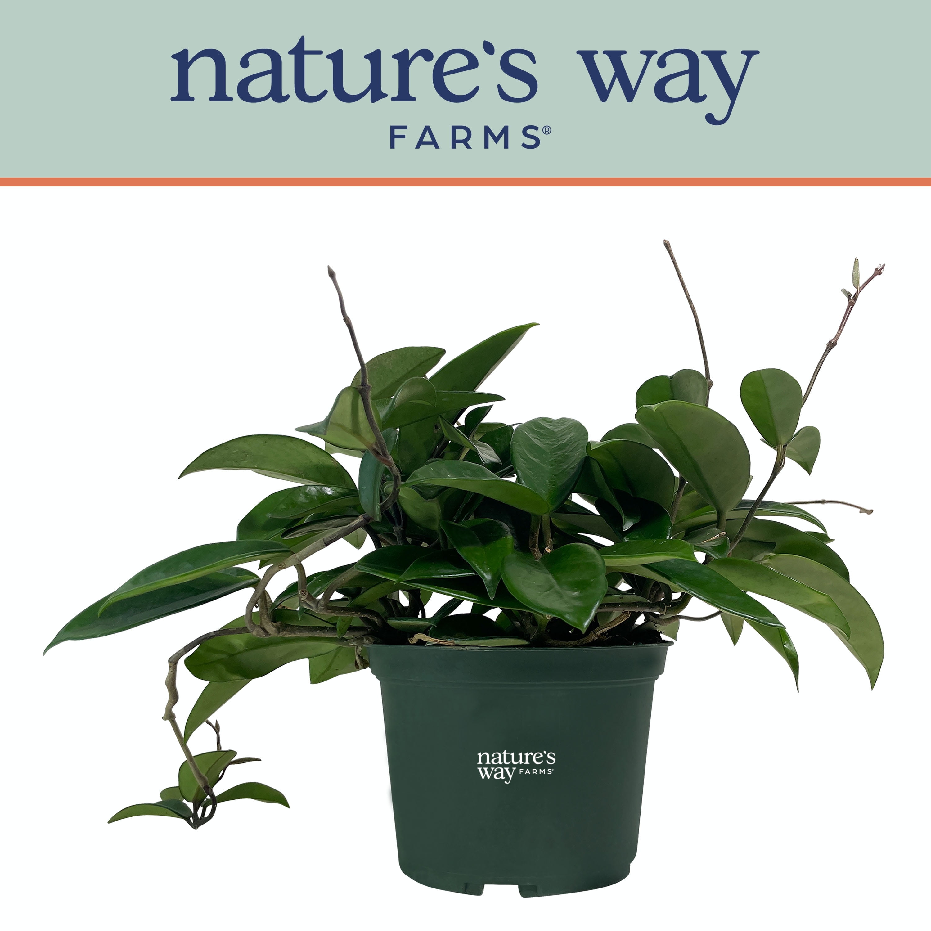 Nature's Way Farms Hoya Green Live Plant Low Maintenance Indoor