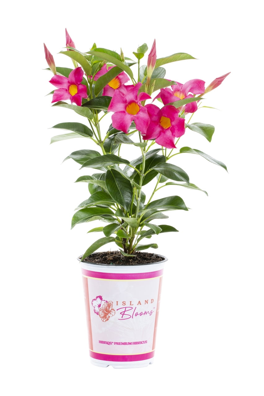 Nature's Way Farms Island Blooms 1QT Pink Mandevilla Live Plant