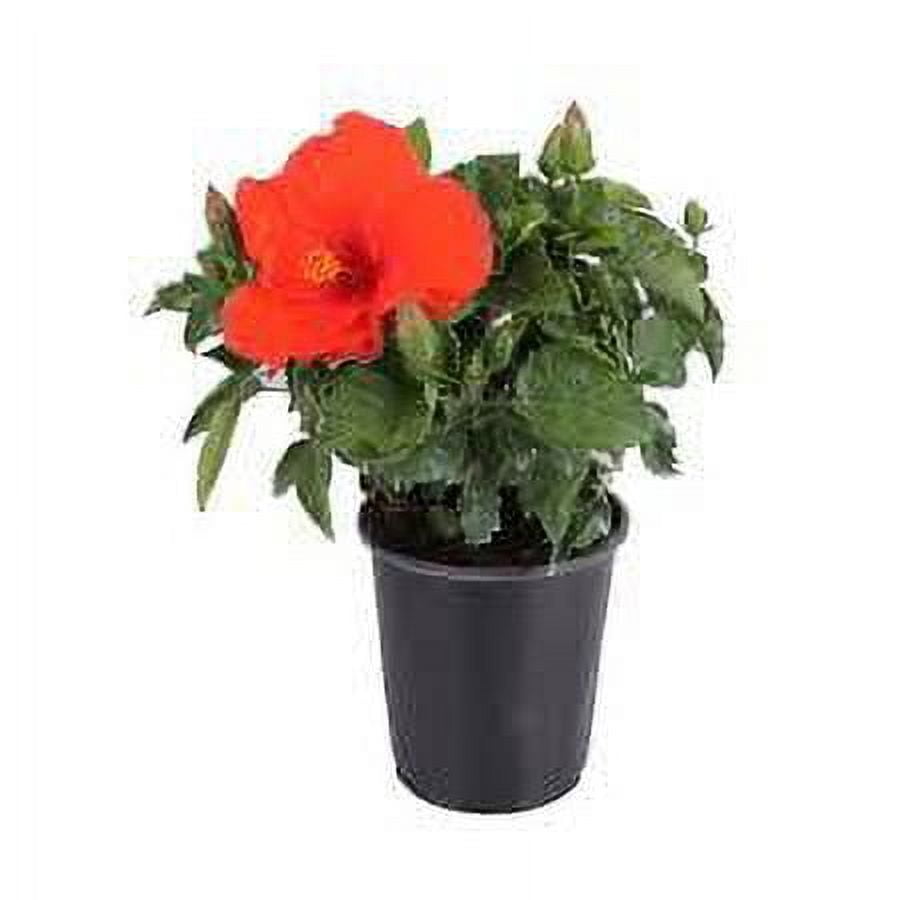 Nature's Way Farms Island Blooms 2.5QT Hibiscus Bush Live Plant