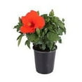 thumbnail image 1 of Nature's Way Farms Island Blooms 2.5QT Hibiscus Bush Live Plant, 1 of 1