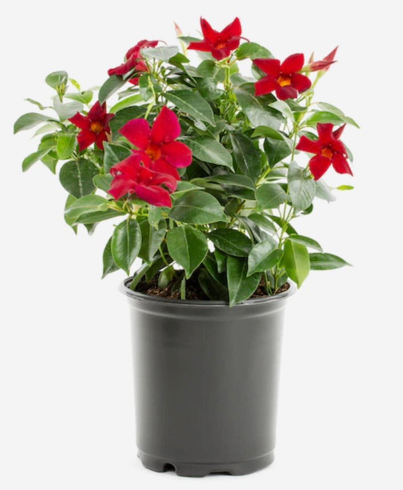 Nature's Way Farms Island Blooms 2.5QT Mandevilla Bush Live Plant ...