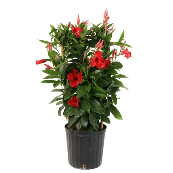 Nature's Way Farms Island Blooms 2G Mandevilla with Trellis Live Plant