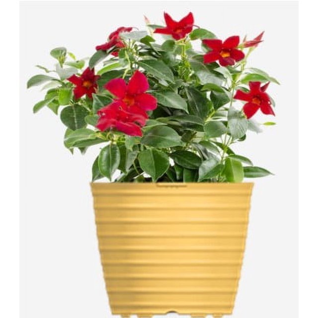 Nature's Way Farms Island Blooms 3QT Summer Mandevilla Live Plant