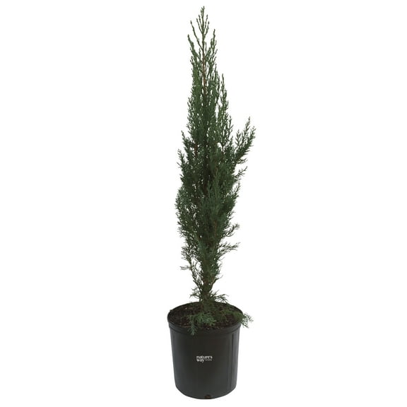 Nature's Way Farms Italian Cypress Outdoor Accent Live Plant (25-30 in. Tall) in Grower Pot