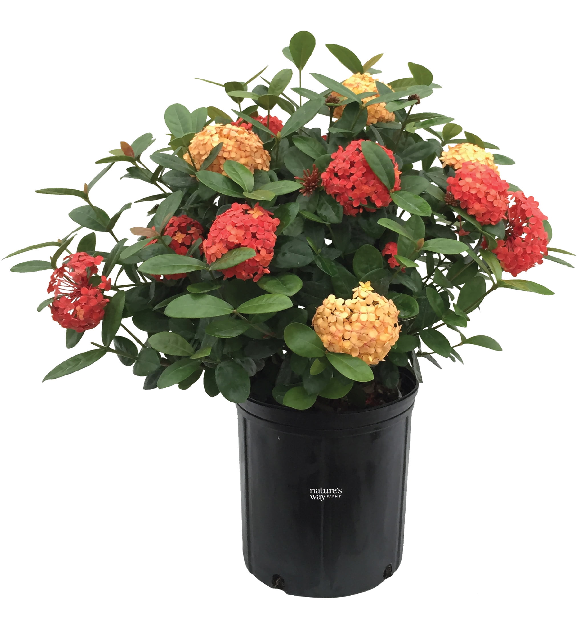 Nature's Way Farms Ixora Maui Duo (18-24 inches tall) in growers
