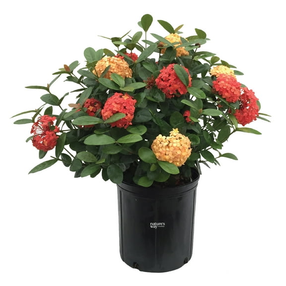 Nature's Way Farms Ixora Maui Duo (18-24 inches tall) in growers pot
