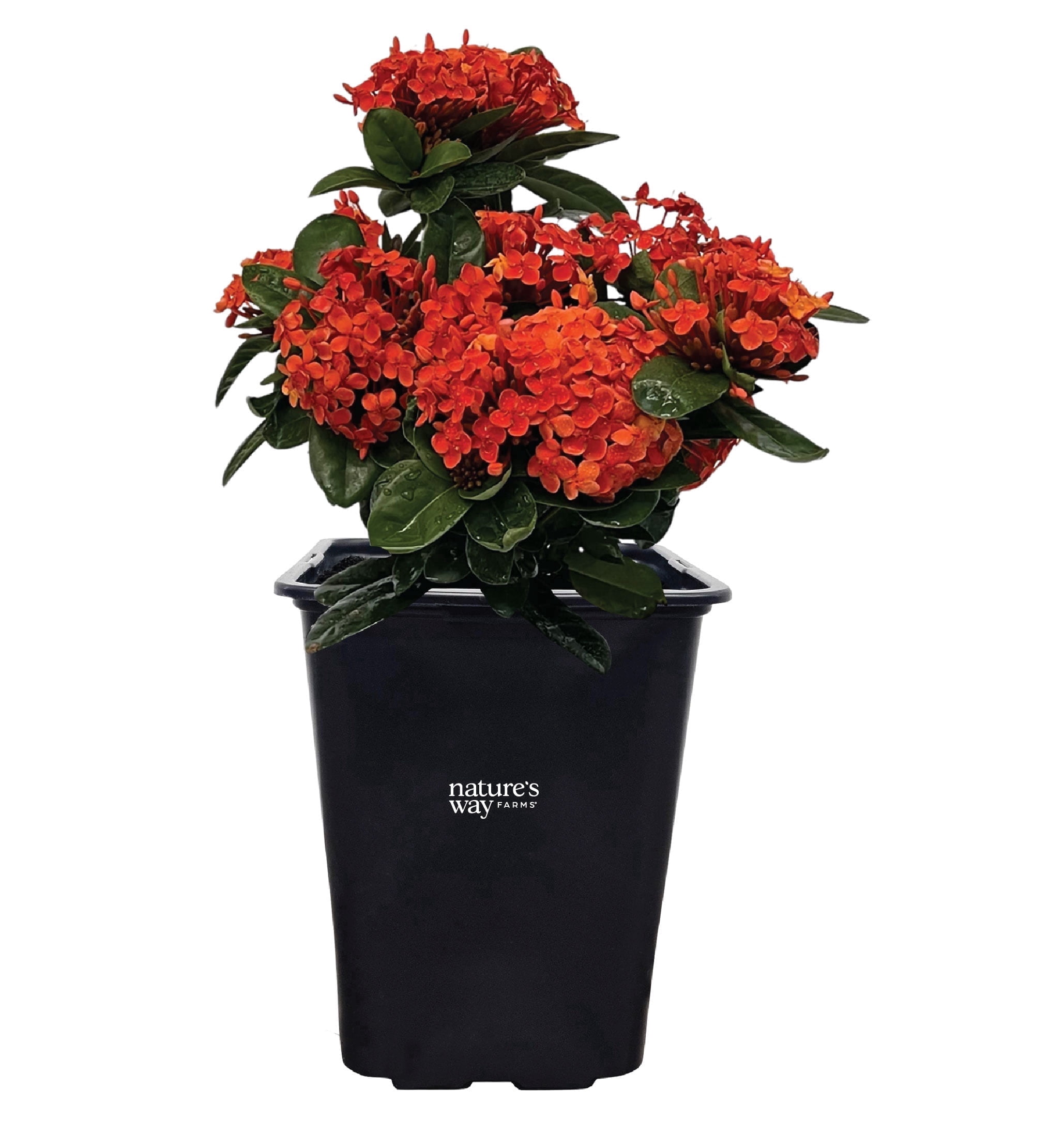 Nature's Way Farms Ixora Maui, Red, Easy Care, Live Plant, Grow Outdoor, Full Sun Bright Light, Perfect for Plant Lovers & Beginners, in Grower Pot. (18-24 in. Tall)