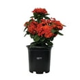 thumbnail image 1 of Nature's Way Farms Ixora Maui, Red, Easy Care, Live Plant, Grow Outdoor, Full Sun Bright Light, Perfect for Plant Lovers & Beginners, in Grower Pot. (18-24 in. Tall), 1 of 3