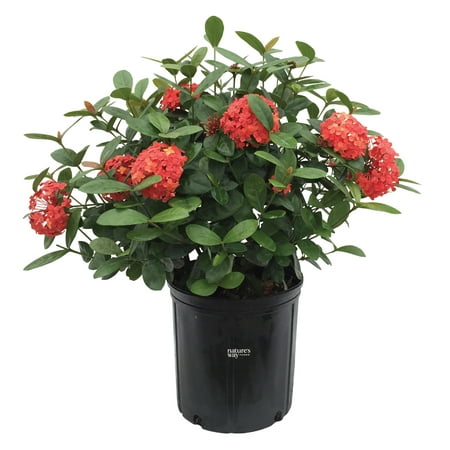 Nature's Way Farms Ixora Maui, Red, Easy Care, Live Plant, Grow Outdoor, Full Sun Bright Light, Perfect for Plant Lovers & Beginners, in Grower Pot. (25-30 in. Tall)