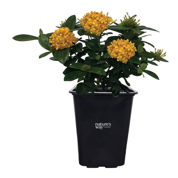 Nature's Way Farms Ixora Maui Yellow (8-15 inches tall) in growers pot